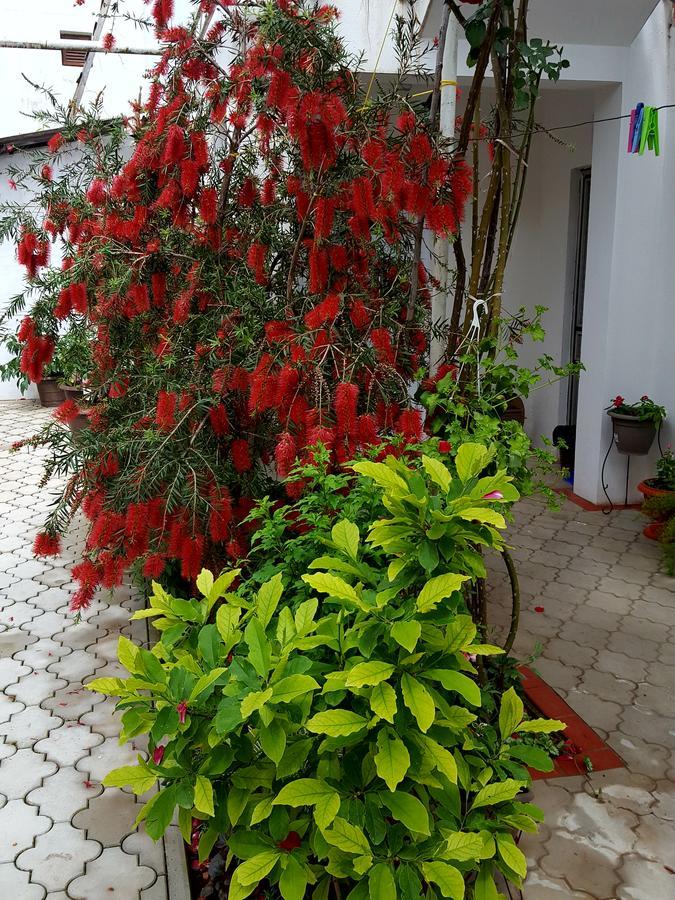 Apartmani Bonik بودفا المظهر الخارجي الصورة